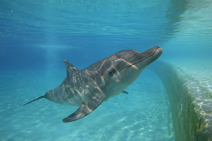 动物保护组织形容新政策为“历史性的进步”。