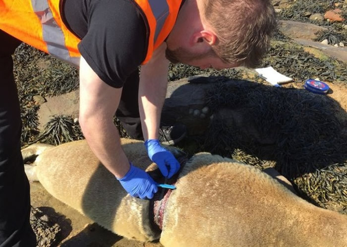 尼龙绳甚至破坏了海豹的肌肉组织。