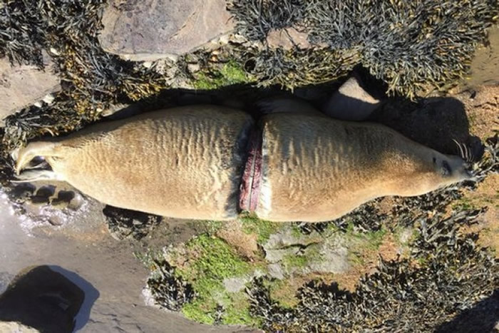 海豹受细菌感染。