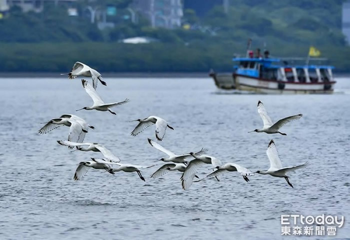 全球濒危鸟种“黑面琵鹭”现身台湾新北市八里海岸