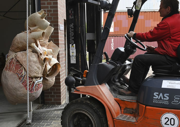 蓝鲸的心脏重达180公斤,需要4名成人才能搬动。