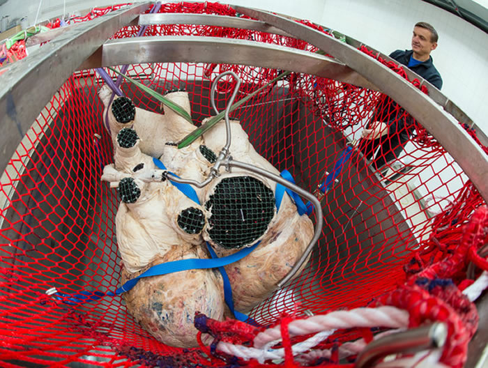 蓝鲸面临濒危的困境,全球至今只剩下约5千头。