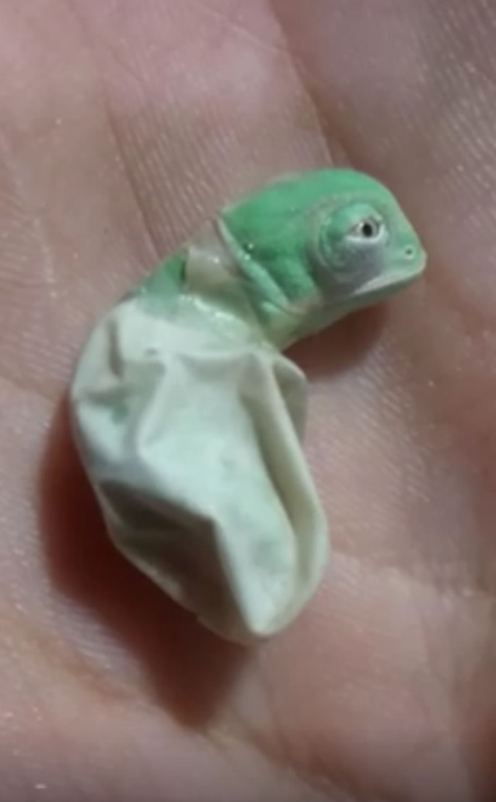 �������ݱ��ر�ɫ����ֳ���ı�ɫ����������Ŭ���������