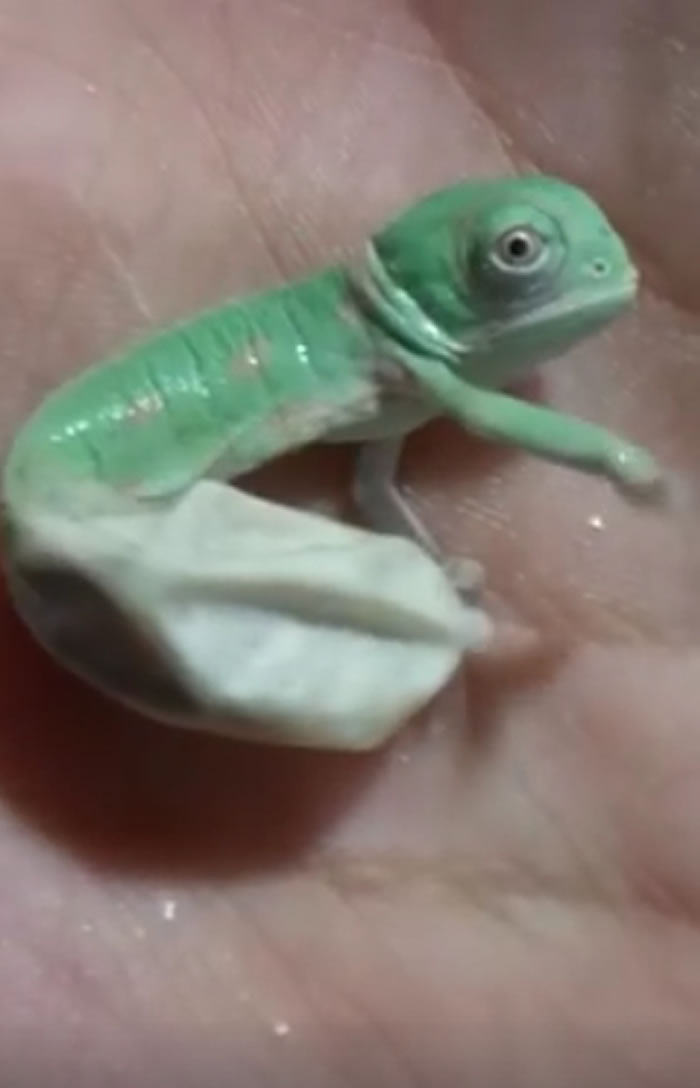 �������ݱ��ر�ɫ����ֳ���ı�ɫ����������Ŭ���������