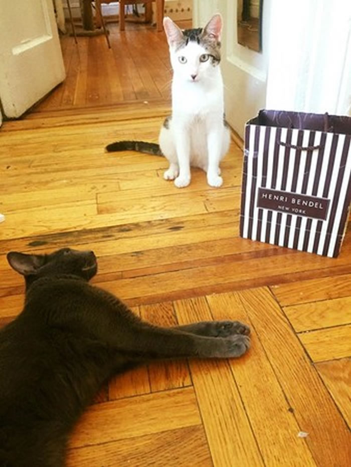 小猫现在过着幸福的日子,还多了一位猫室友。