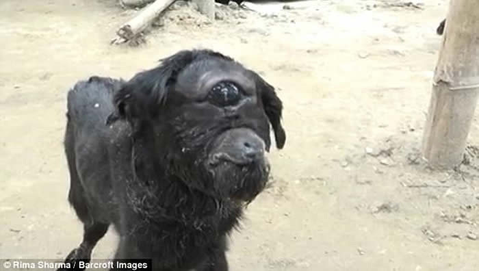 ӡ�Ⱥ�������ɽ��սʤ������ٻ�