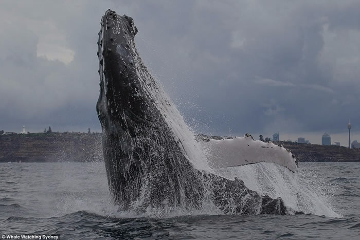 “Double Breach”:澳洲悉尼港座头鲸双双跃出海面