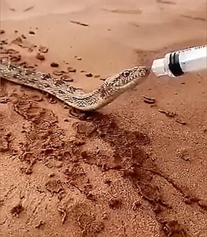 ɳ�ذ�����ɳĮ���߿ڿʱ��� ��������Ͳιˮ����