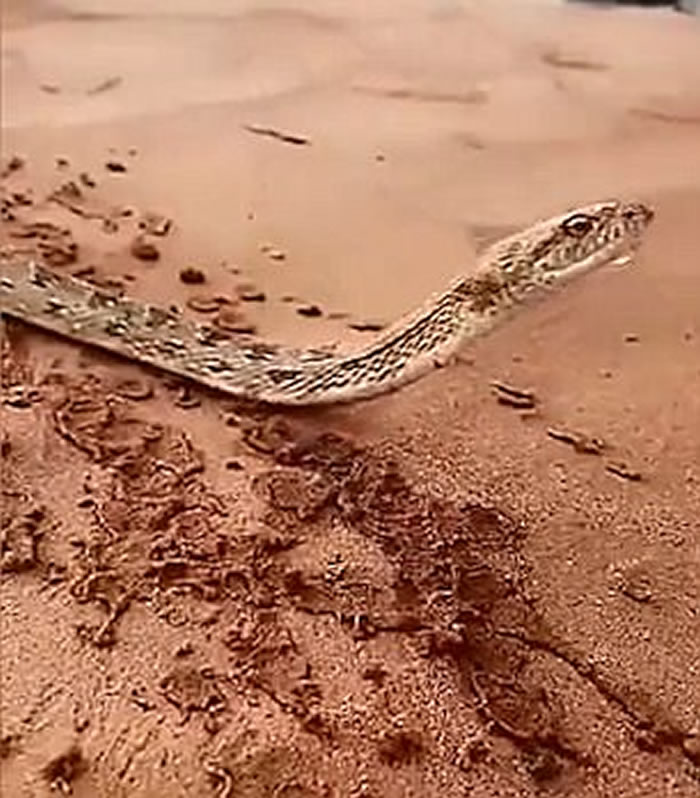 ɳ�ذ�����ɳĮ���߿ڿʱ��� ��������Ͳιˮ����