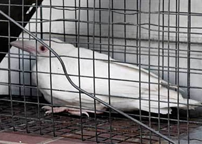 白化乌鸦被捕获,相信其后会放返自然。