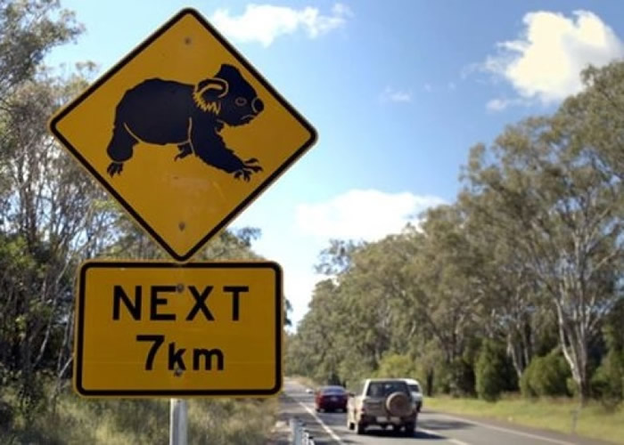 澳洲的树熊数目大跌。