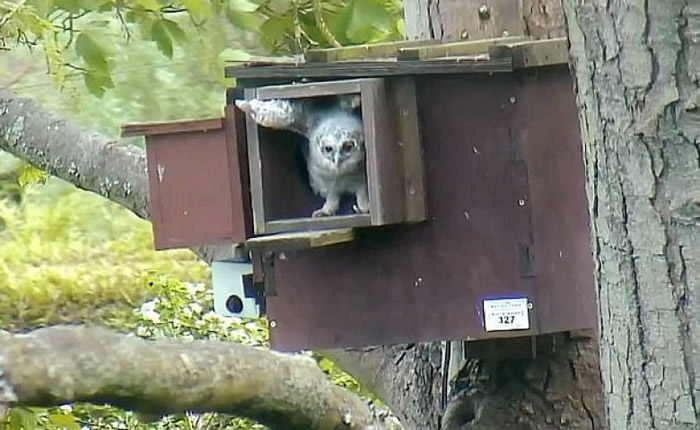 èͷӥ������ľ���䳲�Ⱥ�ĸ�״�ʳ�������