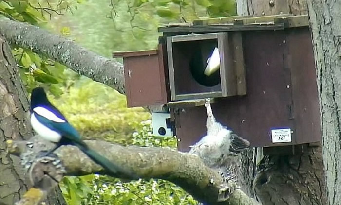 èͷӥ����֧�Ų�ס��ֱ����¡�