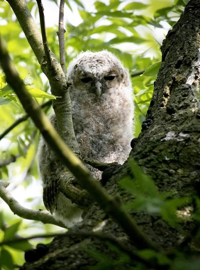 ��ֻèͷӥ������û���ˡ�