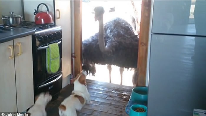 �����������͵���� ��ֻ��ŭ�ͱ�ʳ��