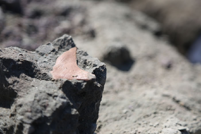 新发现的食肉类恐龙牙齿化石 李军广 摄