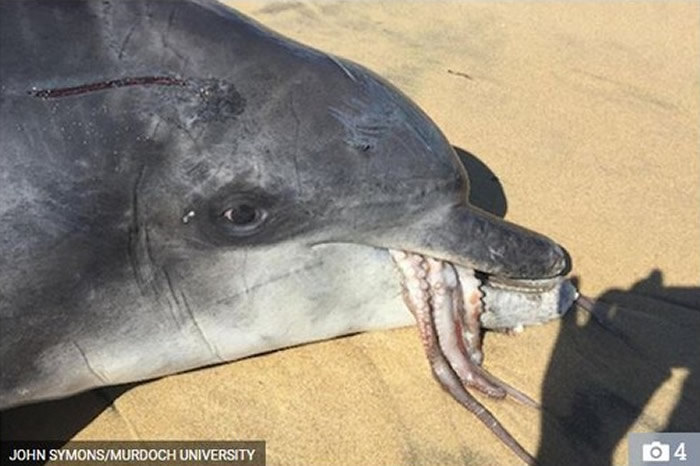 澳洲海豚试图吞下章鱼却导致窒息死亡