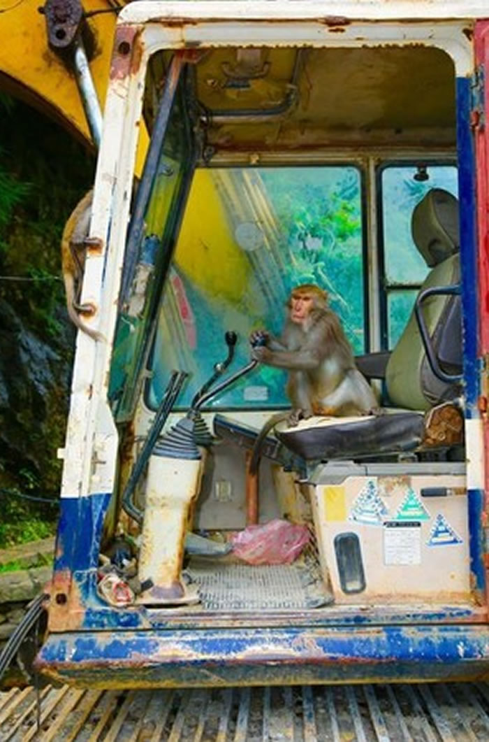 ɽ�����ϻ���̨��һֻ����������������ʻ����װģ��������