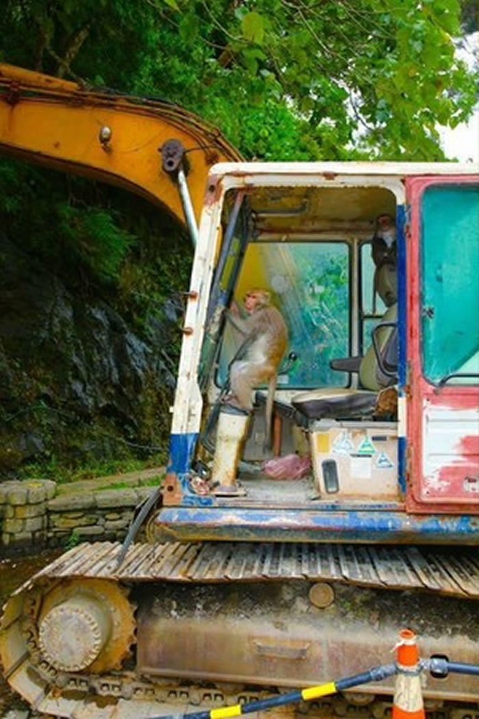 ɽ�����ϻ���̨��һֻ����������������ʻ����װģ��������