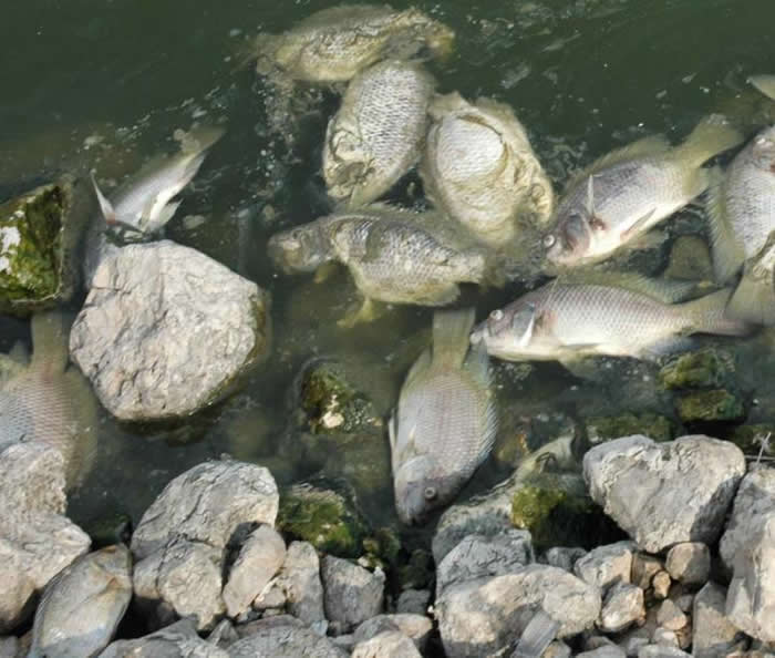 ���Ϲ���ʳ��ũҵ��֯�����ر𾯱��������Һ���޺�������TiLV��������������д���