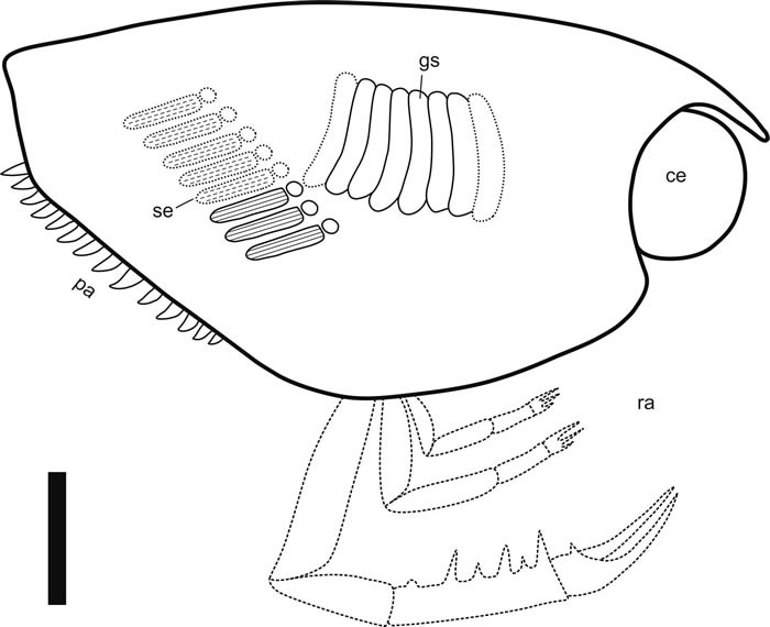 Ankitokazocaris chaohuensisԭͼΪ1cm