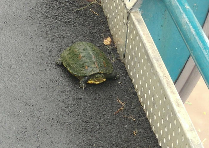 ̨�屩����Ϯ ̨���ӱ߳ɶ��﹫԰