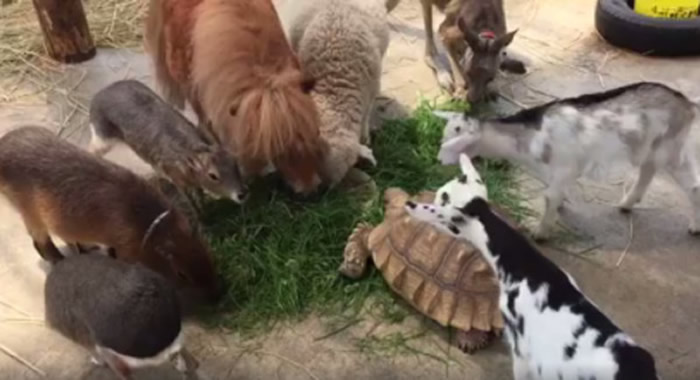 日本长野县末利牧场超温馨画面:牛羊乌龟袋鼠一起吃草