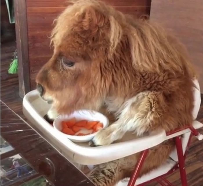 有人声称「马可以坐在椅子上吃饭,因为它可以缓解巨食道症(megaesophagus)症状」。