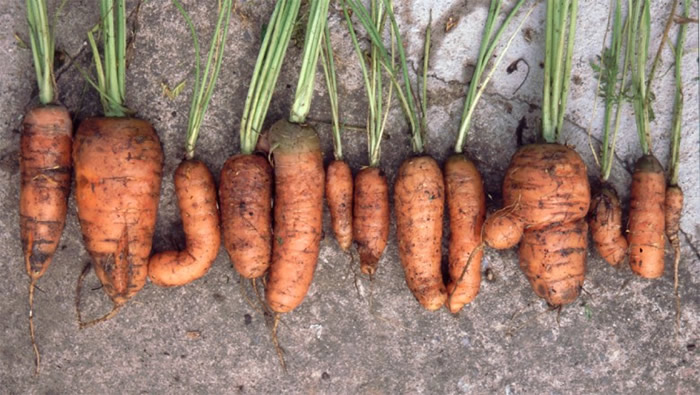 Ӣ�������г��Ὣ��״���Ѻ��ܲ�ɸѡ�ߡ�