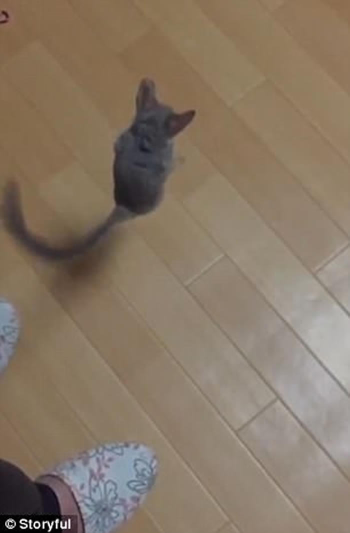 日本可爱小丛猴弹跳力吓人