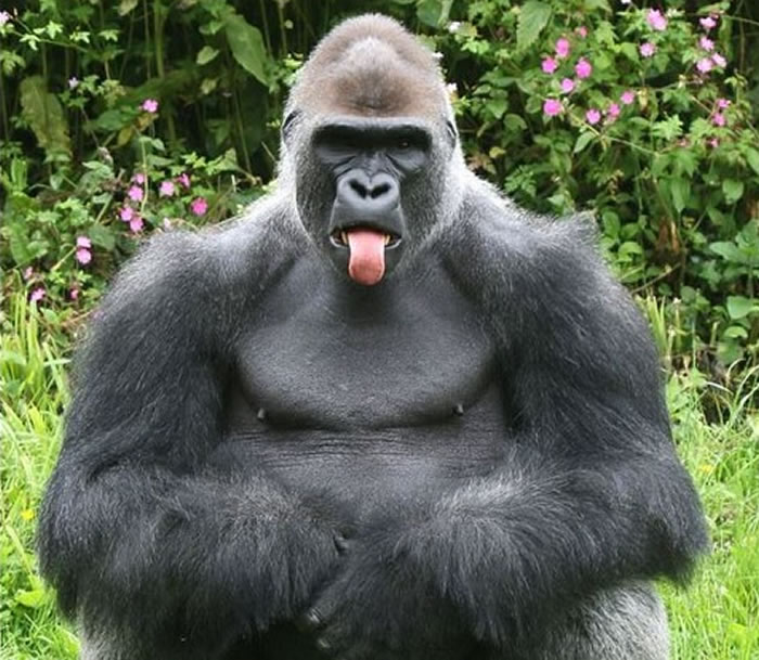 英国佩恩顿动物园大猩猩Kionda这次吐舌头耍赖又爆红