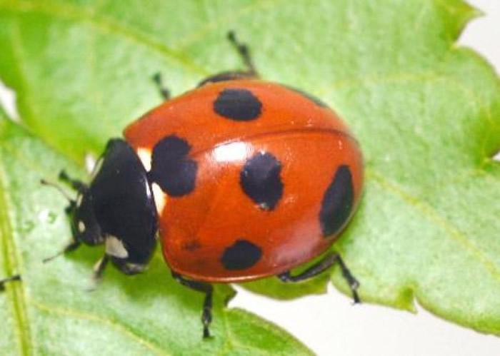 �տ�ѧ���ܼ׳������������о�������ɡ��ơ�