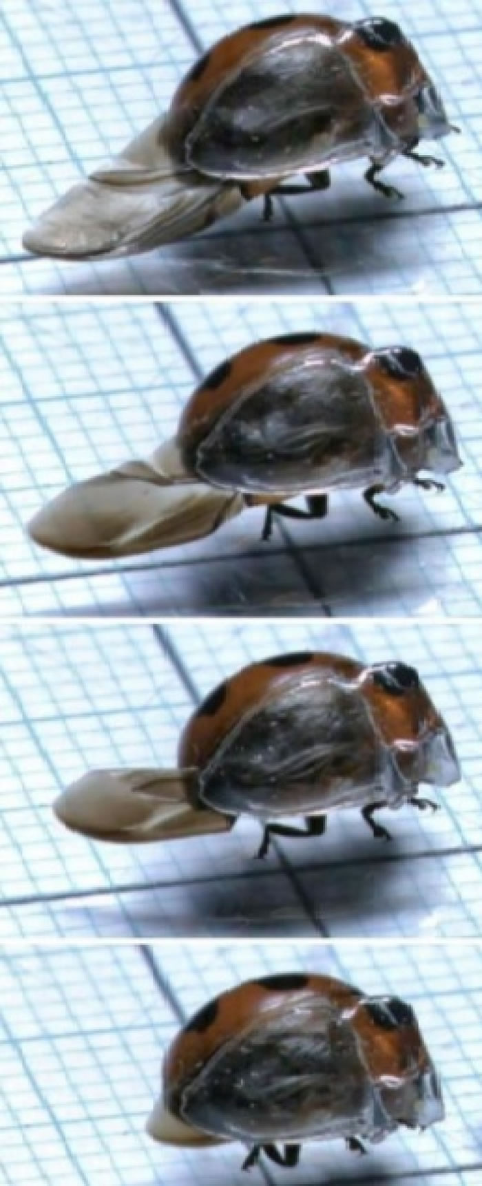 �׳��������ڶ�ʱ������ղغá�