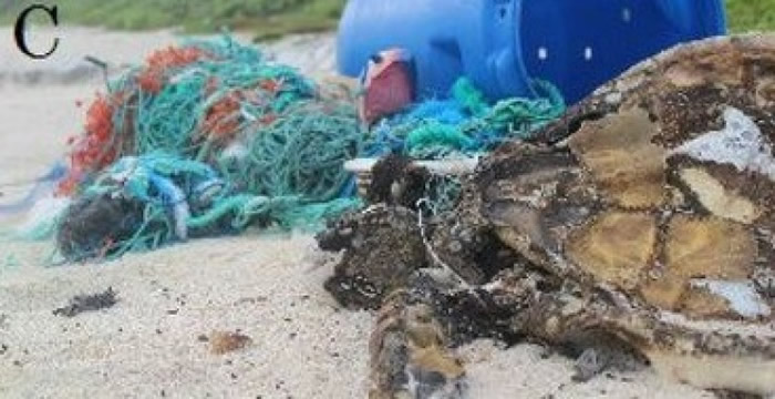 海滩上有被废鱼网缠住的海龟尸体。