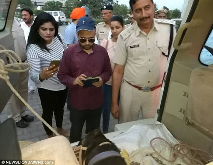 ӡ�ȹ������ɰ�������ȮͻȻ����ҧ������Ա