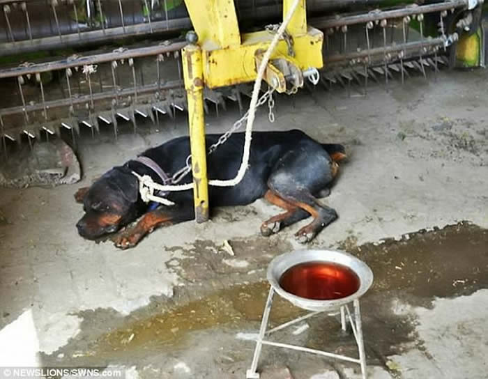 ӡ�ȹ������ɰ�������ȮͻȻ����ҧ������Ա