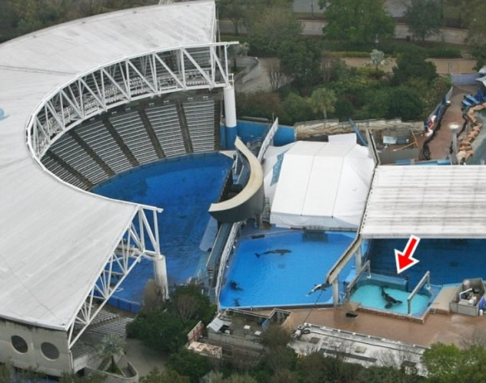 Tilikum当年在右方的水池中(箭咀示)杀死训练员。