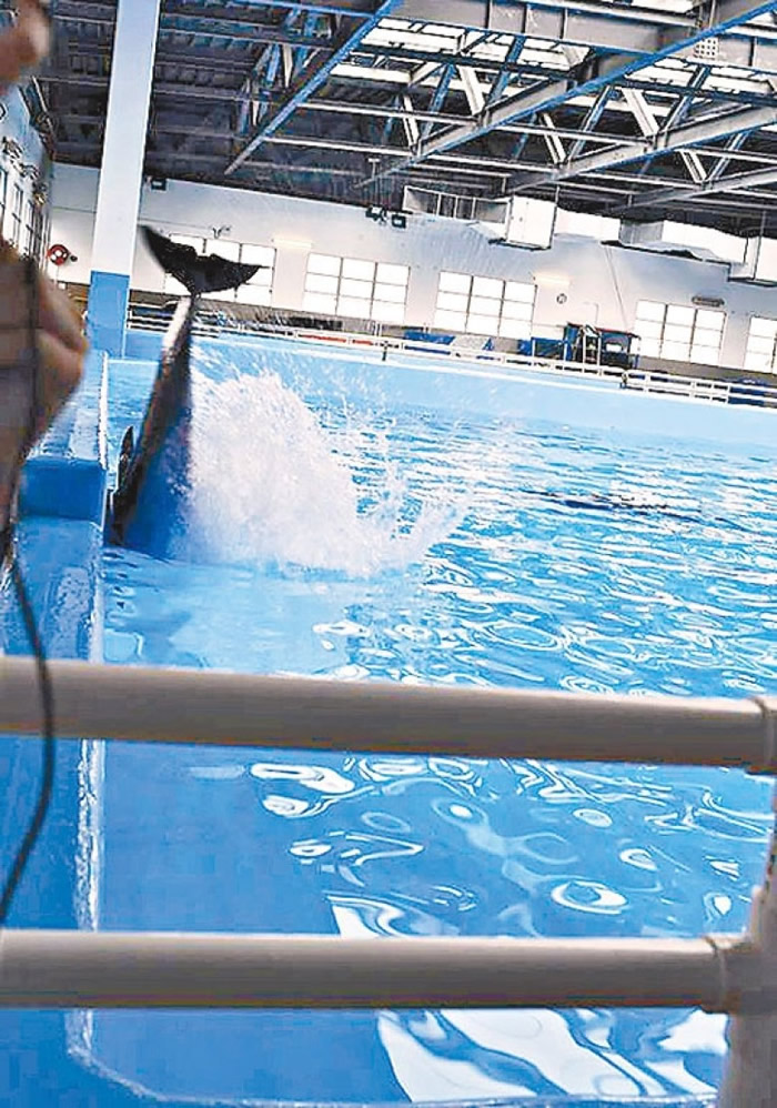 海洋公园内一条海豚,被拍到猛烈撞向池边。