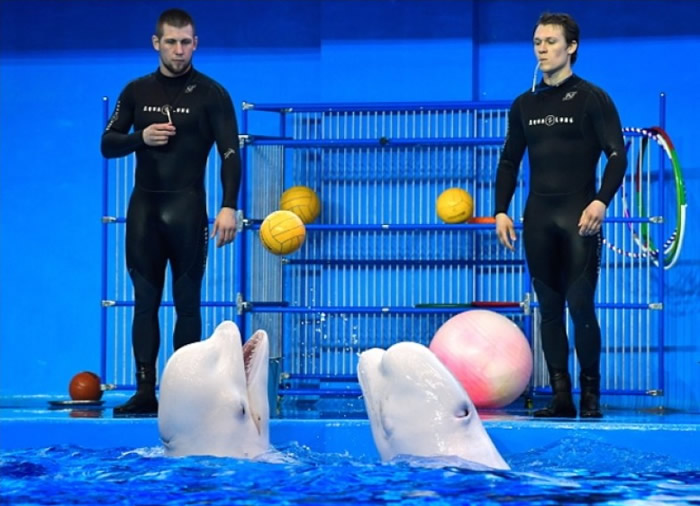 �����ڱ���ʱ�ᱻָ������ƽ�������У���������Ϸ�롣