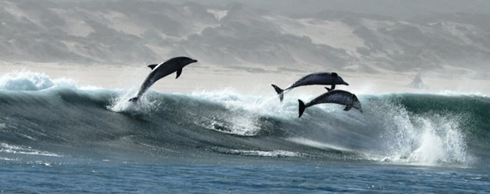 鲸豚原本栖息于浩瀚的大海中。