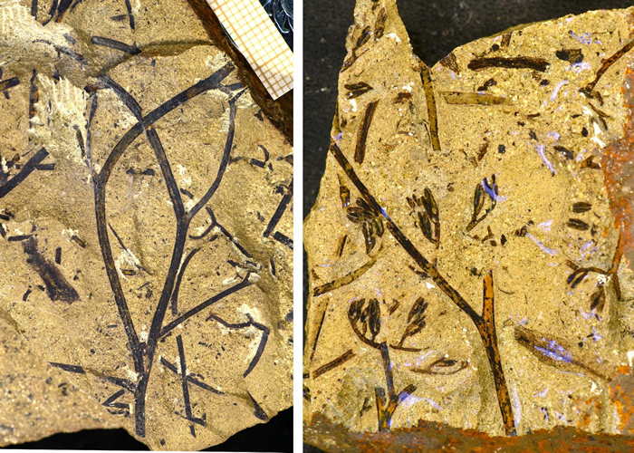 新疆中泥盆世窦氏厥的营养部分和繁殖部分标本,左图右上角的比例尺最小格为1 mm