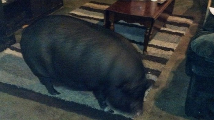 ����Ů�Ӱ�������̫������Ű������ָ��