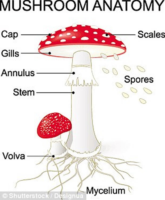 巴西东北部克拉图白垩纪地层石灰岩中发现已知最古老蘑菇化石