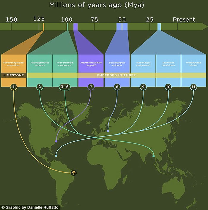 巴西东北部克拉图白垩纪地层石灰岩中发现已知最古老蘑菇化石