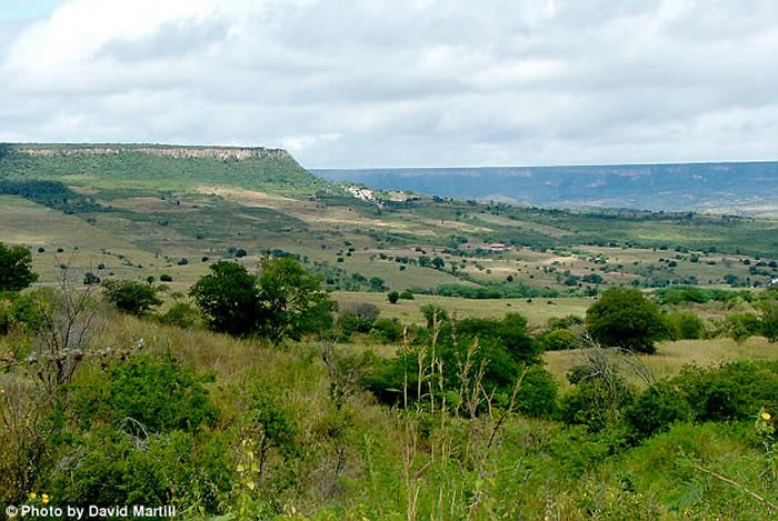 巴西东北部克拉图白垩纪地层石灰岩中发现已知最古老蘑菇化石