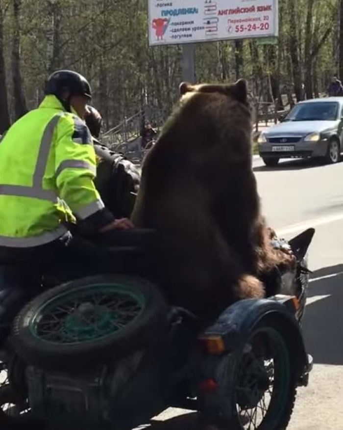 战斗民族:俄罗斯棕熊坐车上路