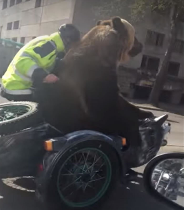 战斗民族:俄罗斯棕熊坐车上路