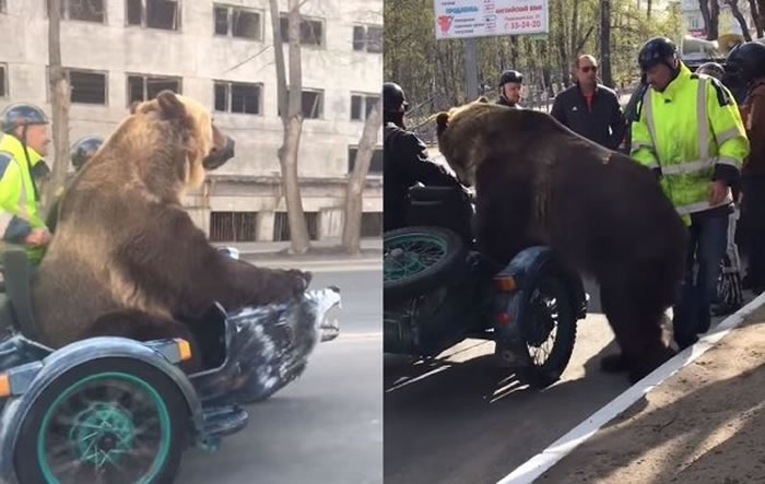 战斗民族:俄罗斯棕熊坐车上路