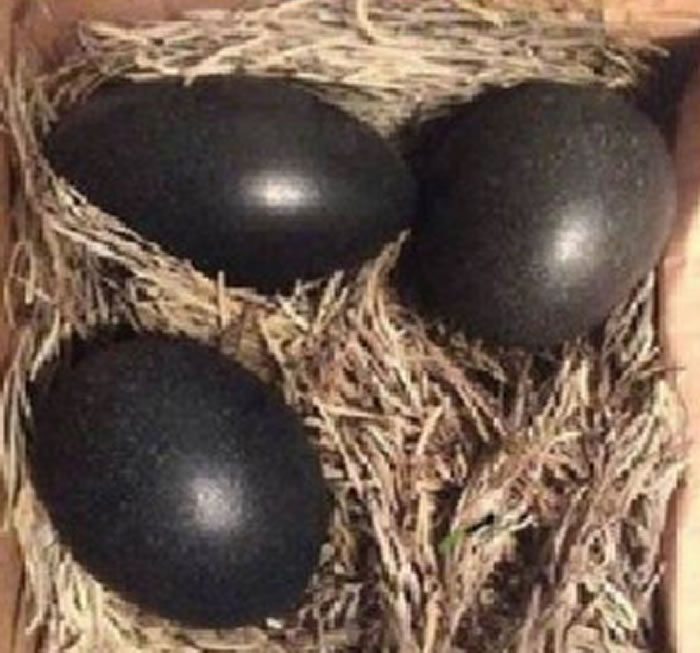 ڼﵽ⣬๡ͷǺɫȴǺڵġ