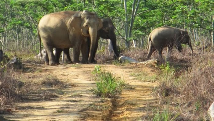 若果森林消失,将破坏大量生物的居住环境。